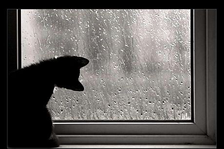 Hemingway: El gato lluvia