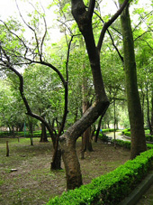 Jardín de Coyoacán