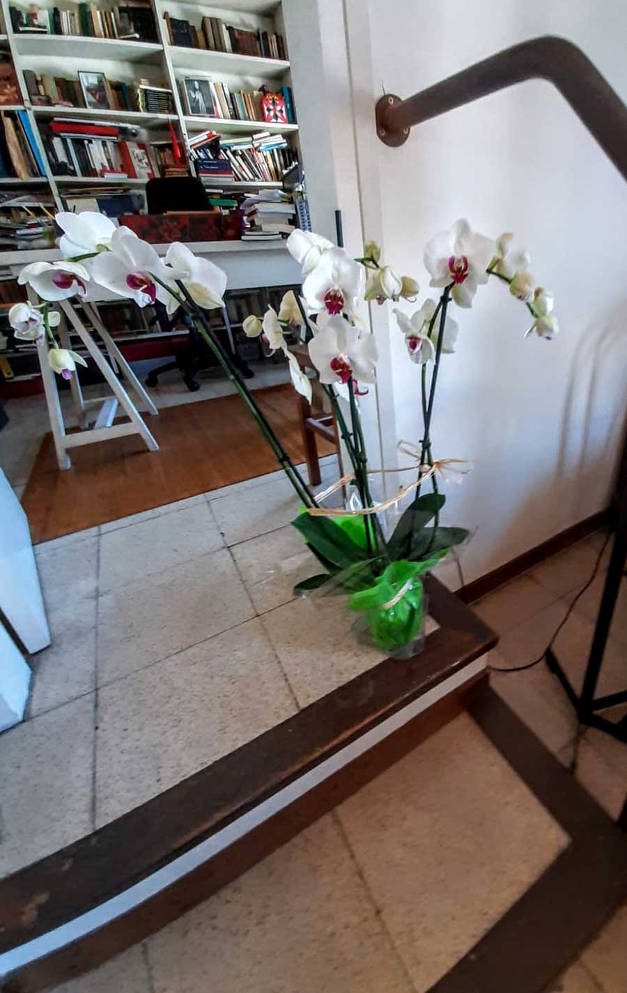 Orquideas para Cristina Orquideas para Cristina